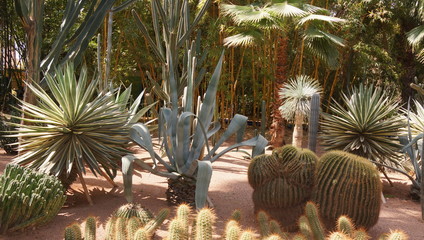 kaktusy ogród 