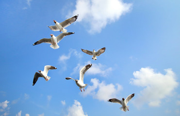 Seagulls flying in the beautiful sky.
