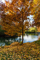 A Fall Tree by a Pond