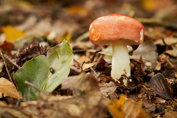 Apfeltäubling in einem Wald im Herbst