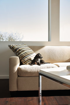 Dog sitting on sofa in modern design living room