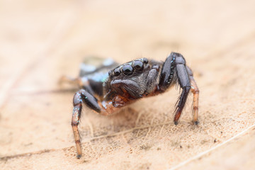 Super macro Jumping spider on dried leaf