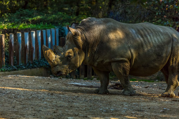 Obraz premium rhinocéros