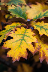 Fall Oak Leaves