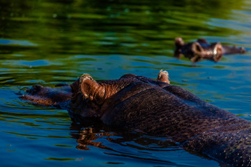 Fototapeta premium hippopotame