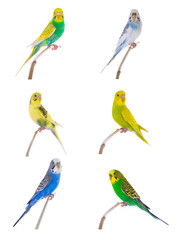  budgie