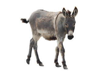  Donkey