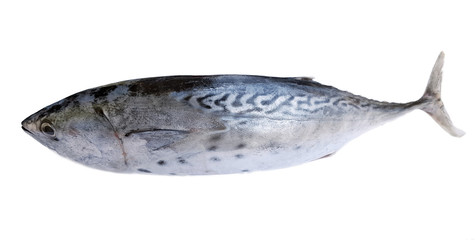 Fresh tuna fish on white background