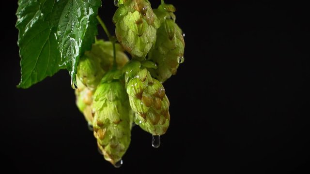 Drops of water falling from hops