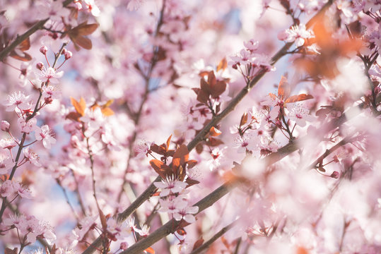 Pink Cherry Blossom Closeup