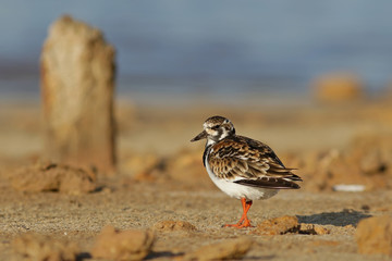 Камнешарка.