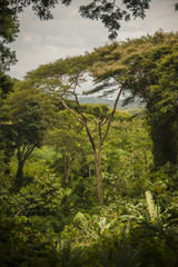 Rain forest