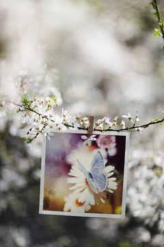 Hanging photography on tree branch with wooden peg