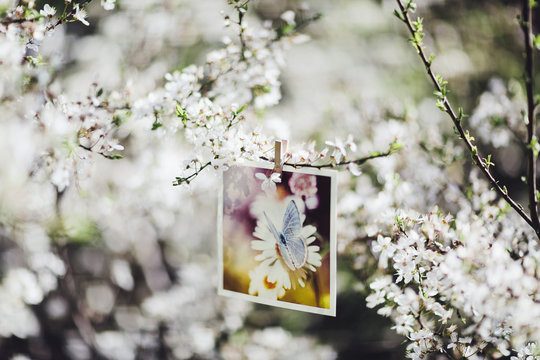 Photography hanging from tree branch amongst flowers