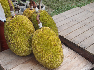 Jack fruit which have yet to be picked.