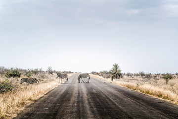 Zebras are crossing the road in South Africa