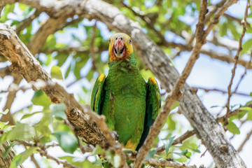 PARROT WATCHING ME WATCHING HIM