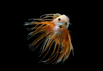 Stof per meter The moving moment beautiful of siam betta fish in thailand on black background. © Soonthorn