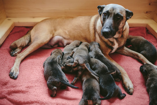 Newborn belgian malinois outlet