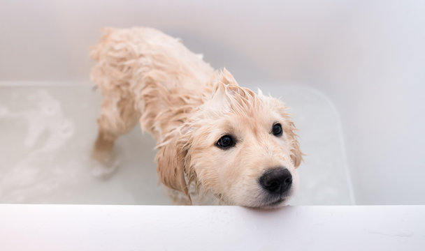 Puppy Getting Bath
