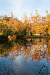 A Pond Reflecting Fall Leaves