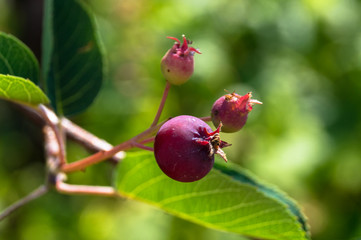 The red berry in the sunny garden