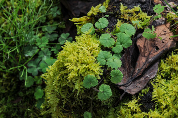 苔と落ち葉