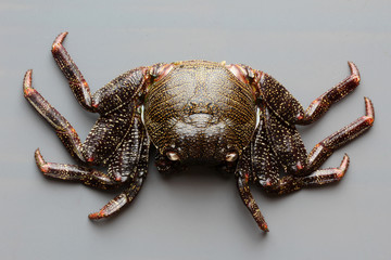 TIERE_3212_rote_Klippenkrabbe_(tot)