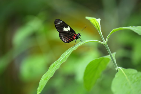A Small Butterfly On A Green Leaf