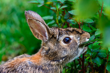 Rabbit Eating Rosebush Leaves