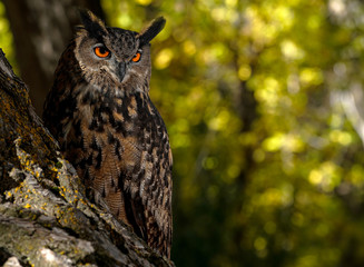 Eurasian Eagle Owl Fall Foliage