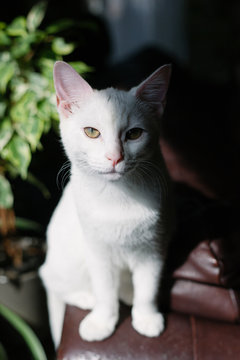 White kitten sitting in a patch of sunlight looking at camera.