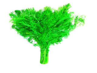 green bunch of dill