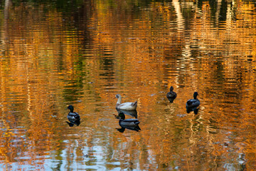 Ducks on Fall Reflection Pond