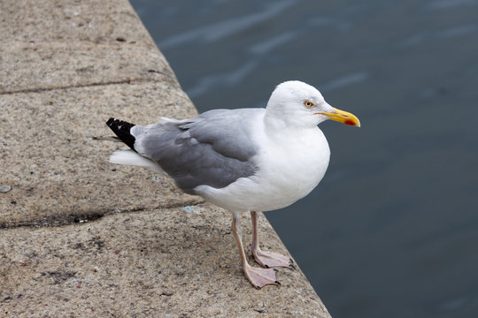Seagull at river Liffey, Dublin