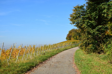 Fototapeta na wymiar Weg durch die Weinberge im Herbst