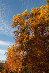 Fototapeta na wymiar Fall Trees With Blue Sky