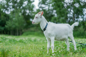 Fototapeta premium White Goat On Lush Green Grass