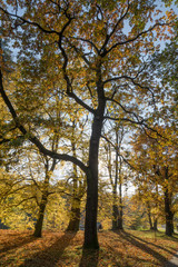 Park Jesienią Drzewa
