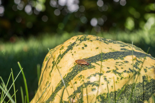 Bernsteinschabe - Ectobius Vittiventris mit Eikapsel am Hinterleib auf einem K&uuml;rbis im Garten
