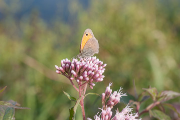 farfalla su una pianta acquatica