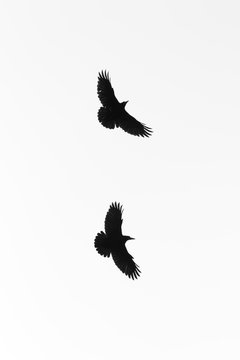 Two crows in flight