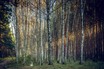 Birkenwald mit Sonnenstrahl