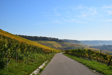 Fototapeta na wymiar Weg durch die Weinberge im Herbst