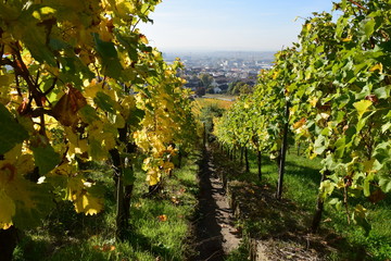 Blick vom Wartberg auf Heilbronn im Herbst mit Weinlaub