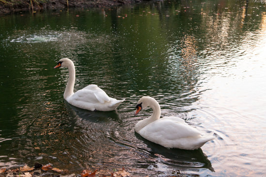 Two Swans Feeding at Sunset