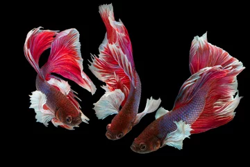 Deurstickers The moving moment beautiful of siam betta fish in thailand on black background © Soonthorn