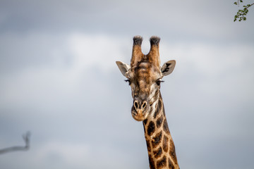 Close up of a male Giraffe in Pilanesberg.
