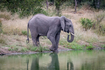 Elephant drinking at a water dam.