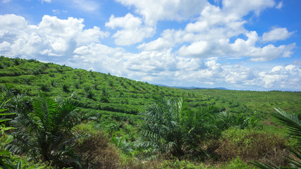 Fototapeta na wymiar Huge palm oil estate with nice blue sky